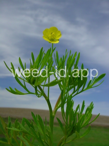 buttercup, corn